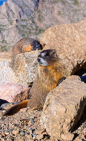 Baby Marmot Photo Bomb-6358