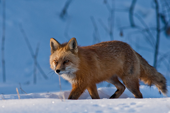 Red Fox-00169