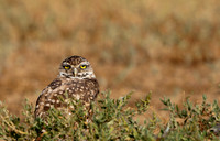 Burrowing Owl-0146