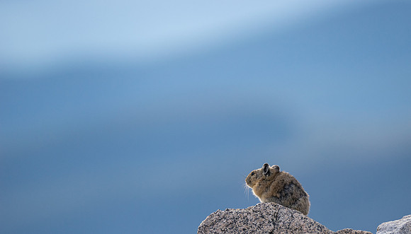 Pika Backlit-04217