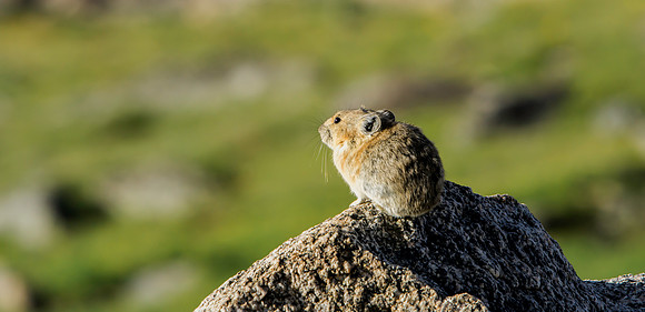 Pika-0744-a6000+70400-1