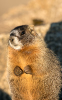 Polite Pika-02798