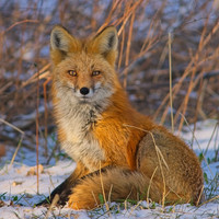 _DSC7461