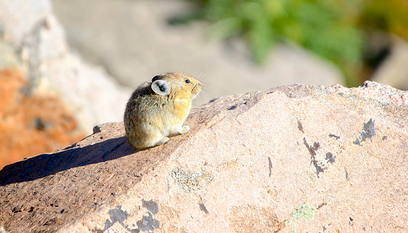 Pika-5714-1
