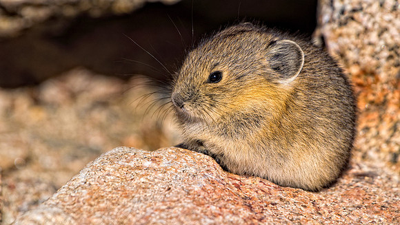 Baby Pika-3942-2