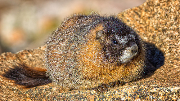 Baby Marmot-9454-fb-