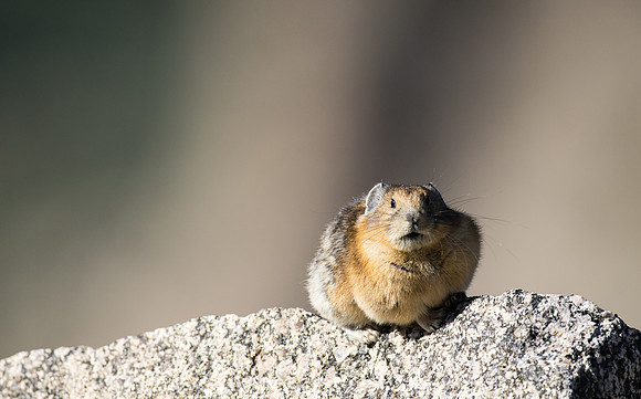 Pika-05190