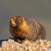 Badger_308