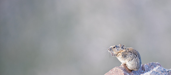 Pika-09984