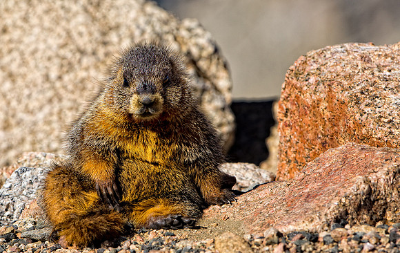 Baby Marmot-3765-2