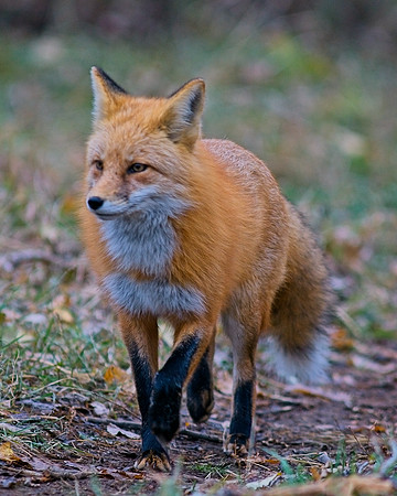 Red Fox-5427