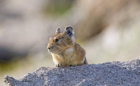Pika-Nacho-1588-2