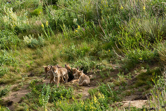Coyote Pups-9258