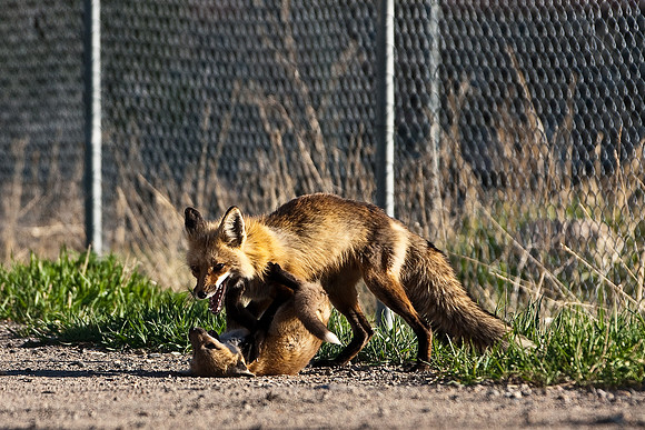 Fox Kit-5046