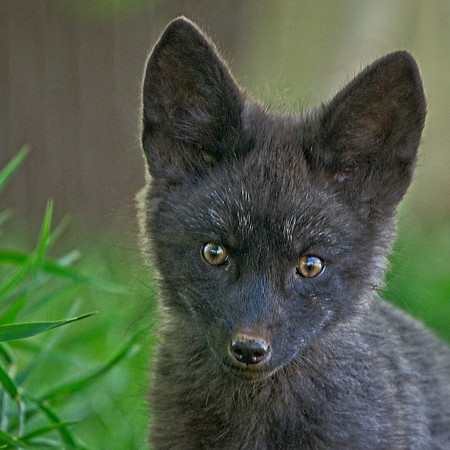 Fox Kits-0206
