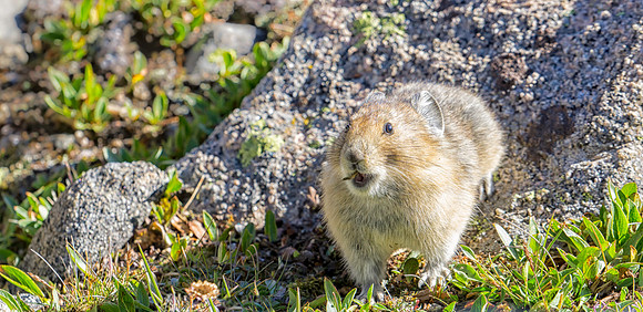 Pika-1165-1