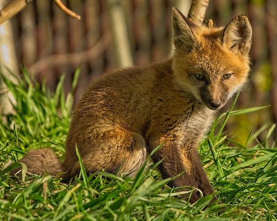 Fox Kit-7597_Export