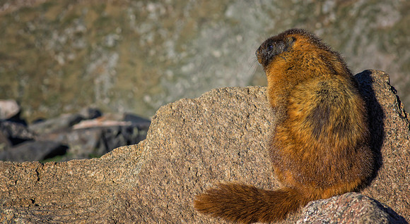 Marmot-6881-1