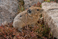 Pika-04294