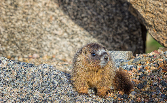 Marmot Baby-9188-1