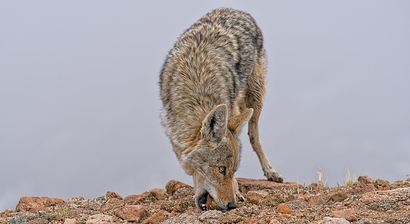 Coyote-09089
