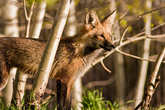 Fox Kit-6499