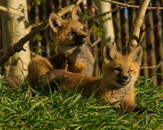Fox Kit-7298_Export