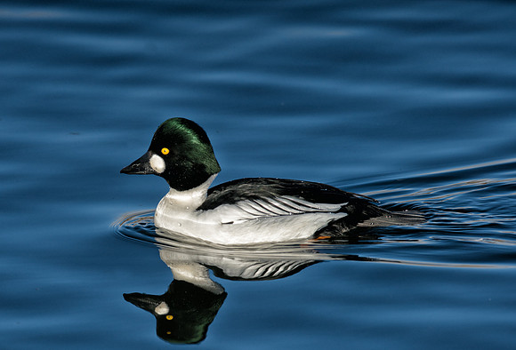 Goldeneye-08320