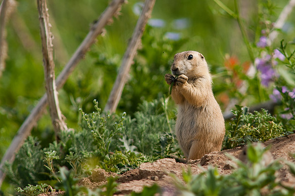 Prarie Dog-9902