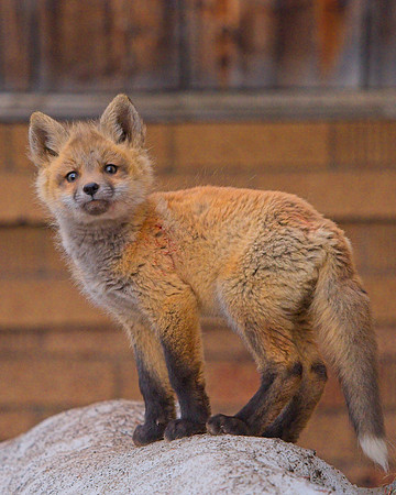 BRF 5-5 (238)
