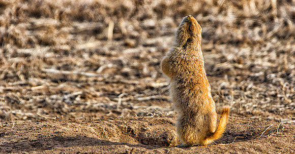 Prairie Dog-002-