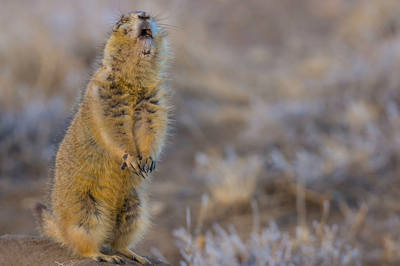 Prairie Dog Dancing-2424