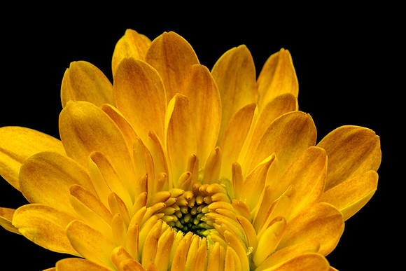 Floral Macro-06225
