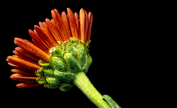 Floral Macro-06216