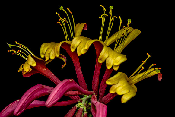Floral Macro-06149