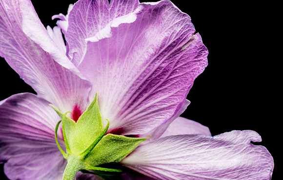 Floral Macro-06137