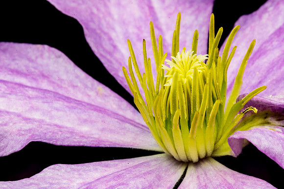Floral Macro-06109