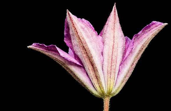 Floral Macro-06097