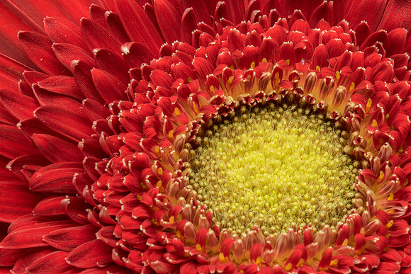 Floral Macro-06075