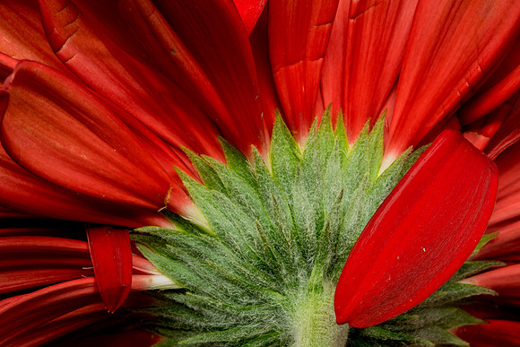 Floral Macro-06079