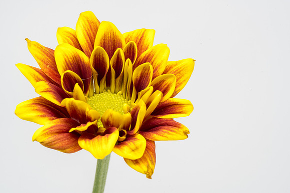 Floral Macro-05211