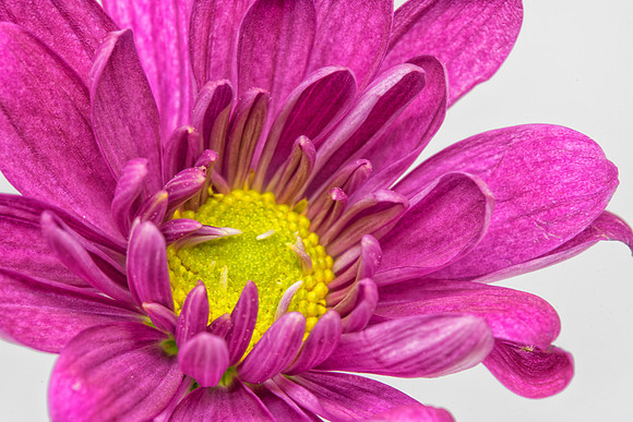 Floral Macro-08874-08874