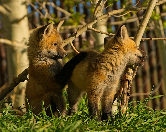 Fox Kit-7246_Export