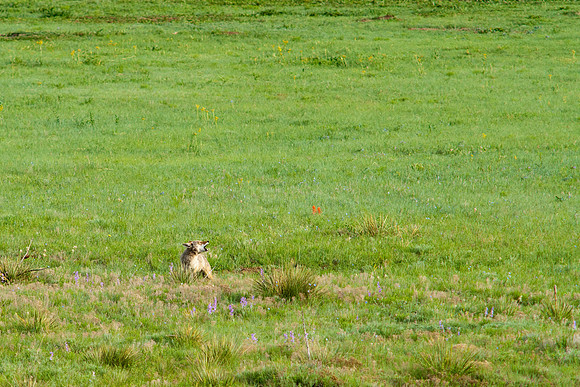 Coyote Pups-8684