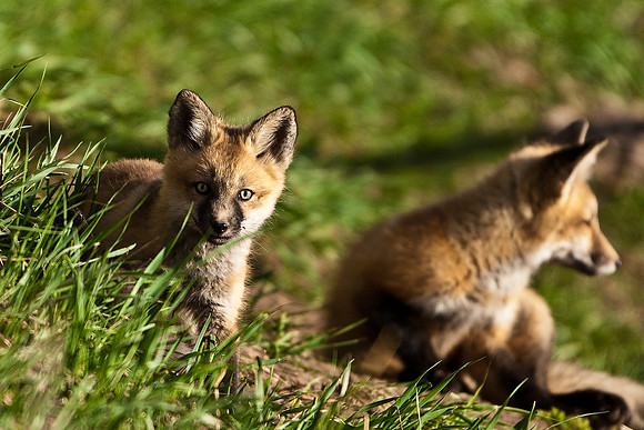 Fox Kit-4940