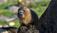 Marmot Baby-0410-1