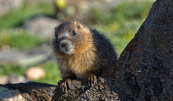 Marmot Baby-0410-1