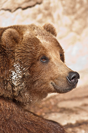 Grizzly Bear-9382.jpg