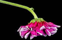 Floral Macro-06296-
