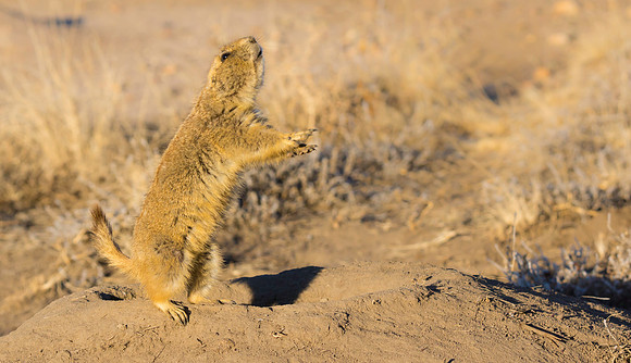 Dancing Prairie Dog-3042